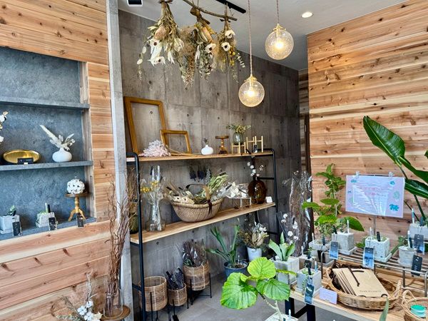 【静岡県清水町】無人観葉植物ショップ「ONEPLANTS 清水町店」でエバーフレッシュが当たる特別企画開催