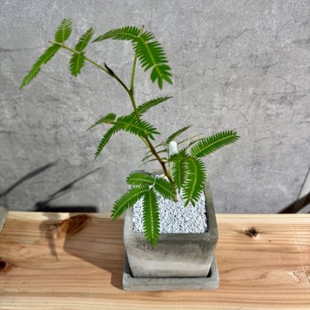 【静岡県清水町】無人観葉植物ショップ「ONEPLANTS 清水町店」でエバーフレッシュが当たる特別企画開催