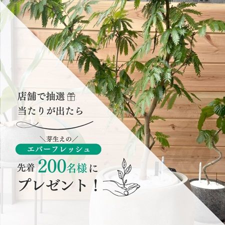 【静岡県清水町】無人観葉植物ショップ「ONEPLANTS 清水町店」でエバーフレッシュが当たる特別企画開催