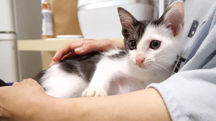 抱っこされてご機嫌な子猫