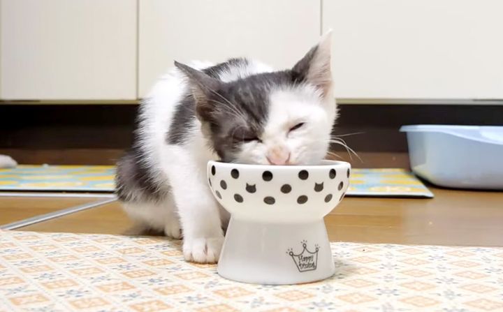 ご飯を食べる子猫
