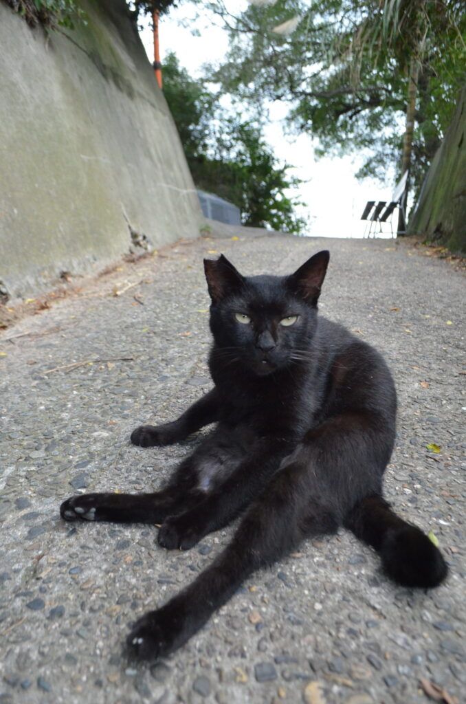 本日10月27日は「黒猫の日」（National Black Cat Day）です。