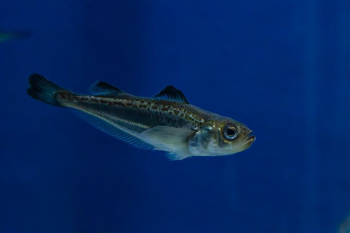 海を見渡す絶景の水族館♪海の生き物やホッキョクグマに癒やされる「男鹿水族館GAO」