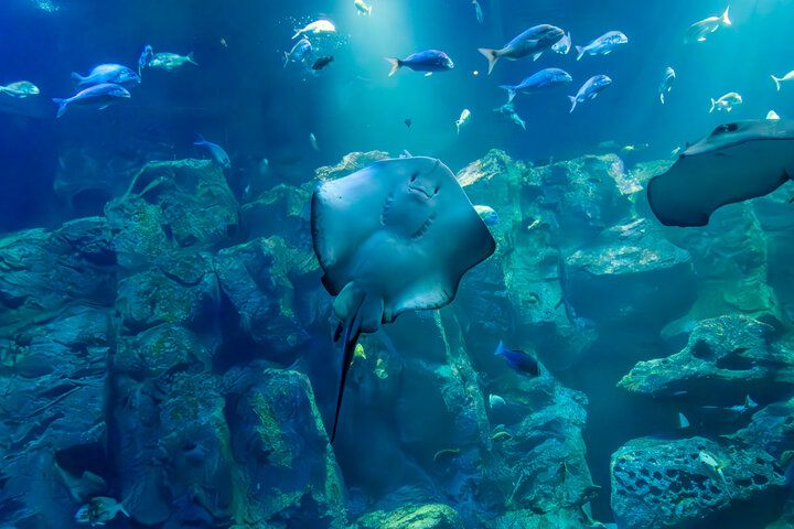 海を見渡す絶景の水族館♪海の生き物やホッキョクグマに癒やされる「男鹿水族館GAO」