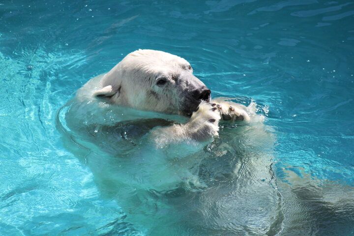 海を見渡す絶景の水族館♪海の生き物やホッキョクグマに癒やされる「男鹿水族館GAO」