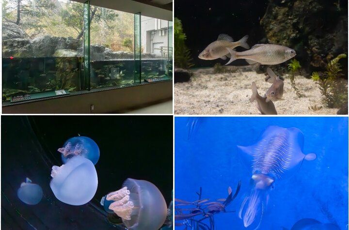 海を見渡す絶景の水族館♪海の生き物やホッキョクグマに癒やされる「男鹿水族館GAO」