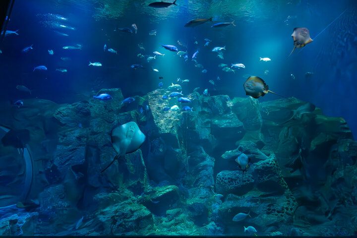 海を見渡す絶景の水族館♪海の生き物やホッキョクグマに癒やされる「男鹿水族館GAO」