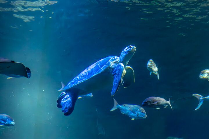海を見渡す絶景の水族館♪海の生き物やホッキョクグマに癒やされる「男鹿水族館GAO」