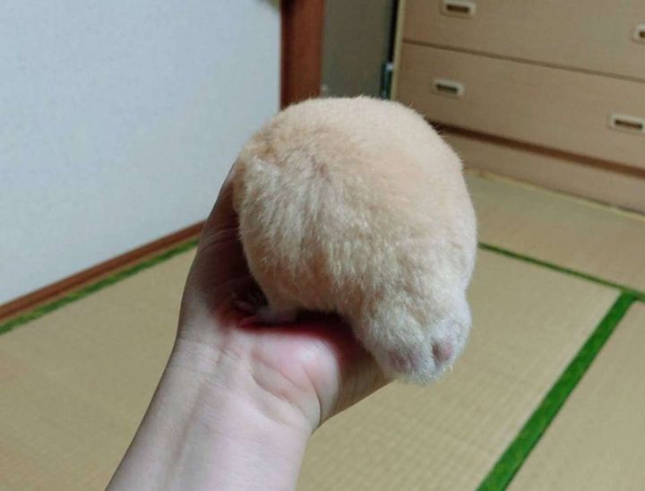 画像提供：べーーやん（＠hamuhamustar924）さん、再掲