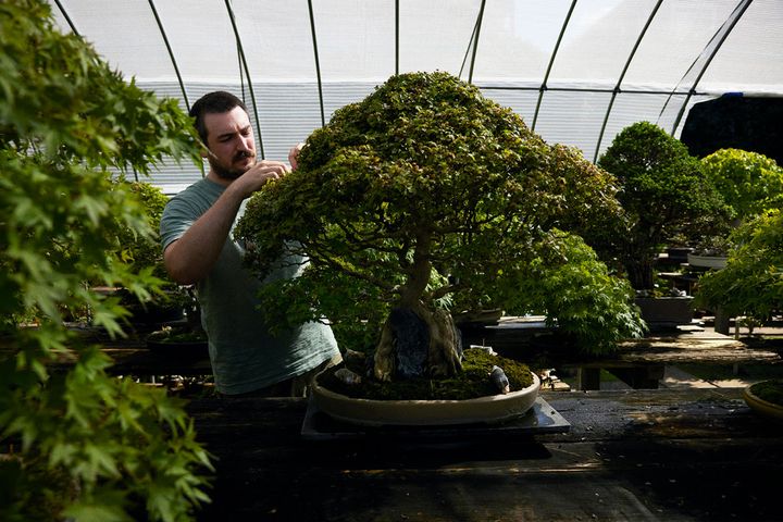 盆栽の手入れをするサミュエルさん