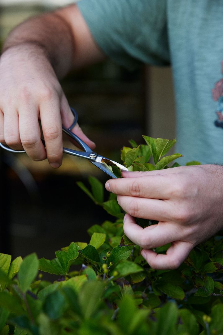 盆栽の手入れをするサミュエルさんの手元