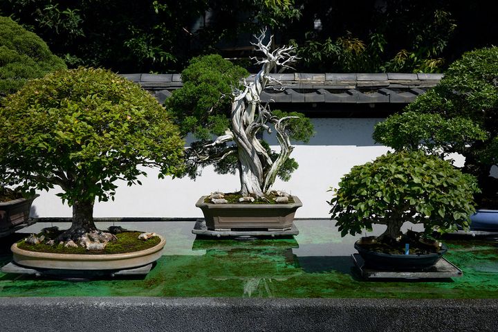 棚に並べられた盆栽