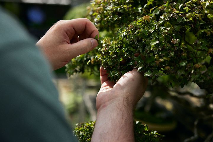 盆栽の手入れをするサミュエルさんの手元