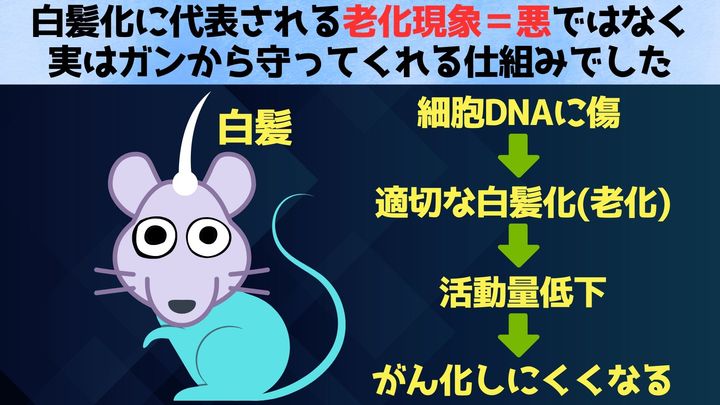 あなたの白髪、体が守っている証拠かも