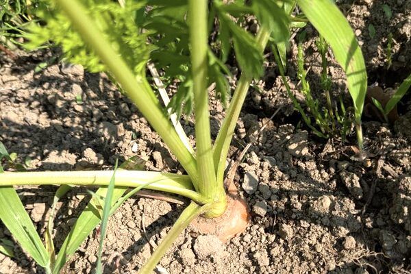 【静岡県小山町】美しい紅葉と共にグルメや様々な体験企画が楽しめる「豊門公園もみじまつり」開催！