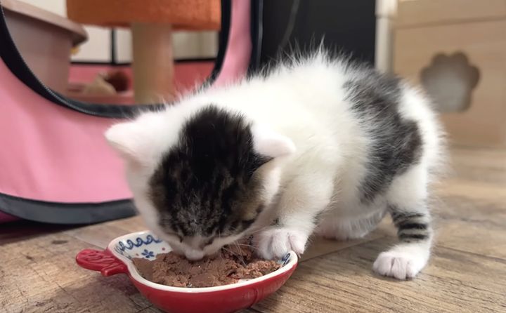 モリモリとご飯を食べる子猫