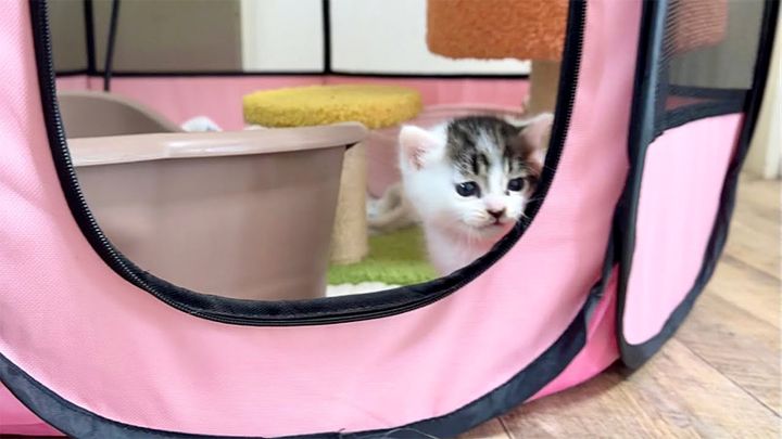 ペットサークルの子猫