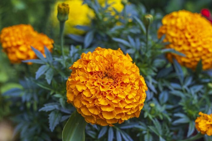 10月28日の花とは？【366日の誕生花と幸せの花言葉】