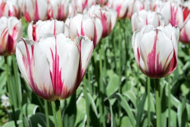 ‘ハッピージェネレーション’