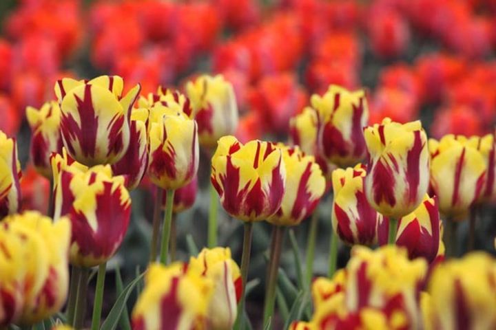 レンブラント咲き