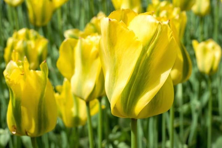 ビリディフローラ系