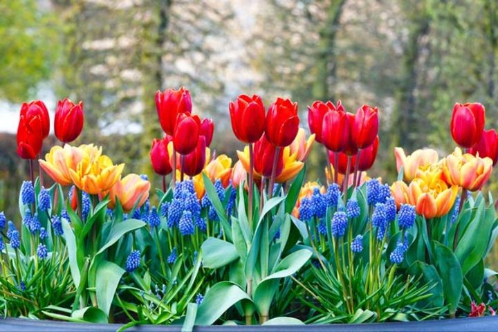 枝咲きチューリップとムスカリ