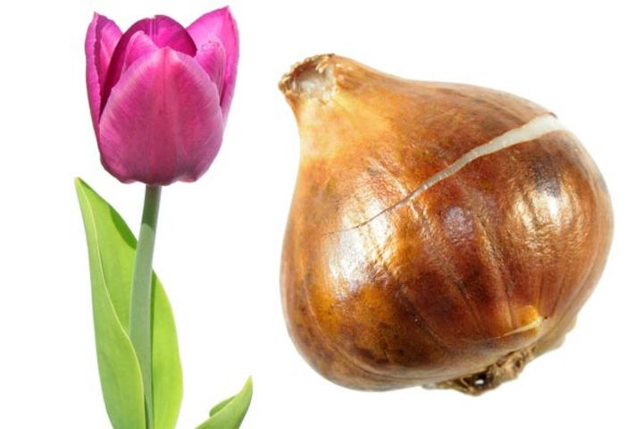 園芸品種の球根