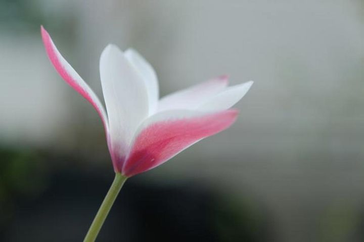 原種系チューリップ‘レディージェーン’