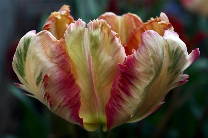 パーロット咲き