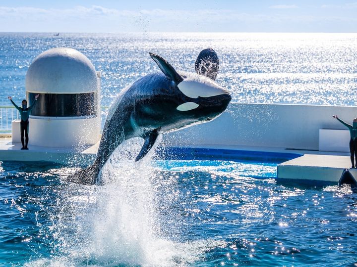 鴨川温泉は、南房総・鴨川海岸に位置し、太平洋を一望できるオーシャンビューの露天風呂が自慢の温泉地です。周辺には「鴨川シーワールド」などのレジャースポットが点在し、見どころにあふれています。