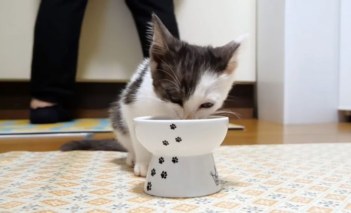 ご飯を食べる子猫