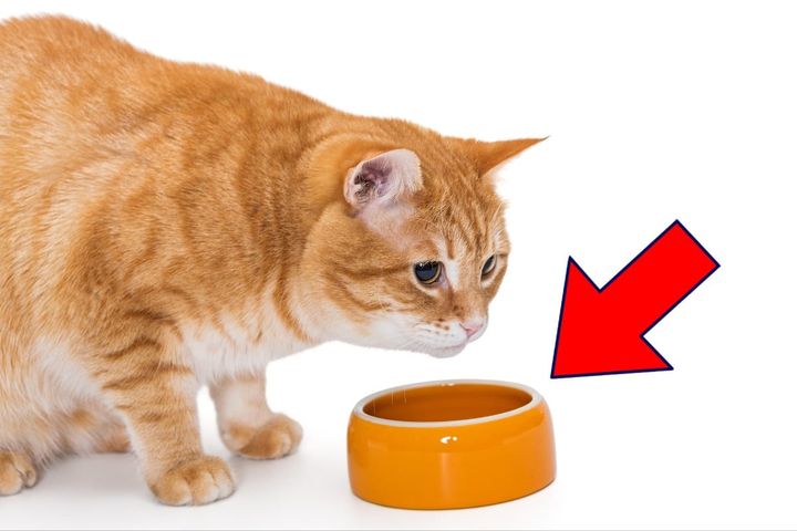 猫に「絶対食べさせてはいけない」食べ物とは…