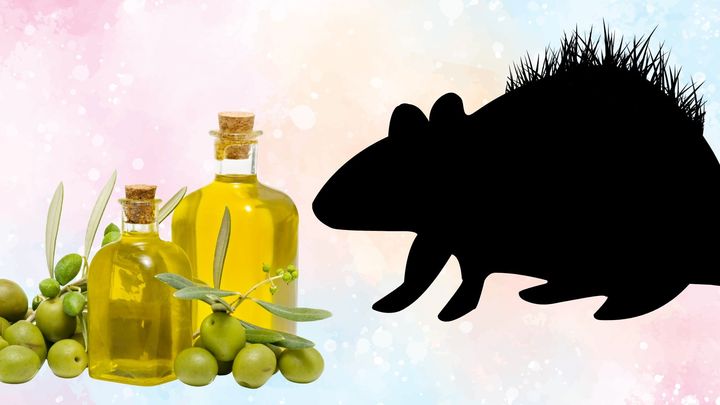 傷跡が妙にフサフサになる仕組みを解剖すると、あるオイルが見えてきた