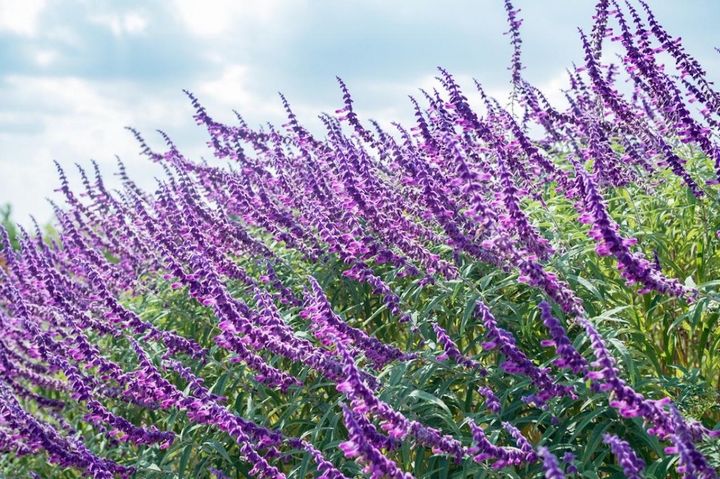 10月29日の花とは？【366日の誕生花と幸せの花言葉】
