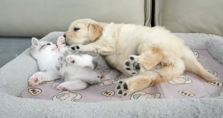 仲良しな子犬と子猫