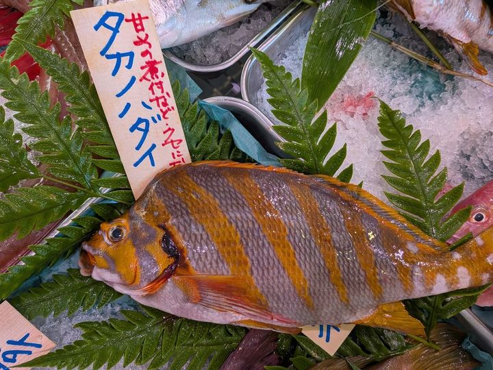 岩場に棲む雑食性の魚であるタカノハダイ