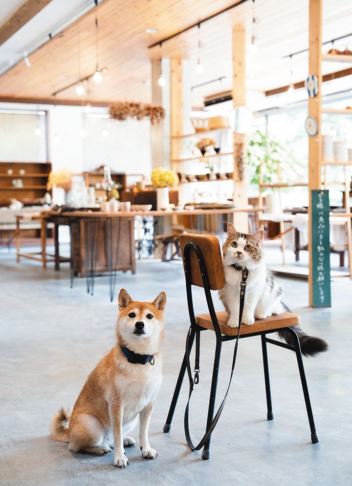 看板犬の小梅ちゃんと、看板猫のマシューくん