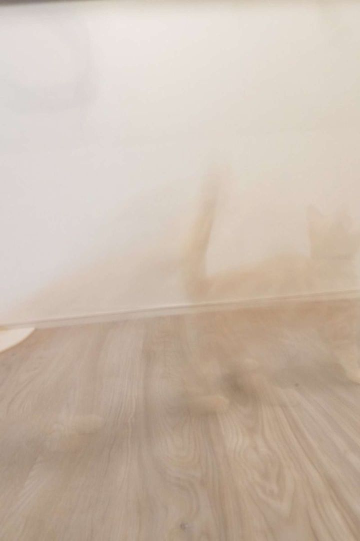 画像提供：＠Pukuri_catさん、再掲