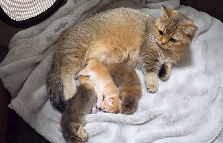 母猫に寄り添う子猫達