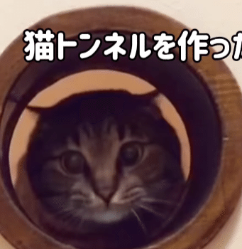 5匹の猫と暮らす「無重力猫 ミルコのお家」（ccchisa76）さんがインスタグラムにある投稿をしました。