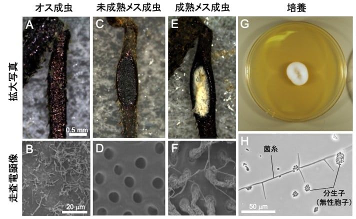 耳だと思われていた部位はメスだけにある共生菌栽培ポッドでした