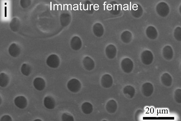 育成ポッドのアップ画像