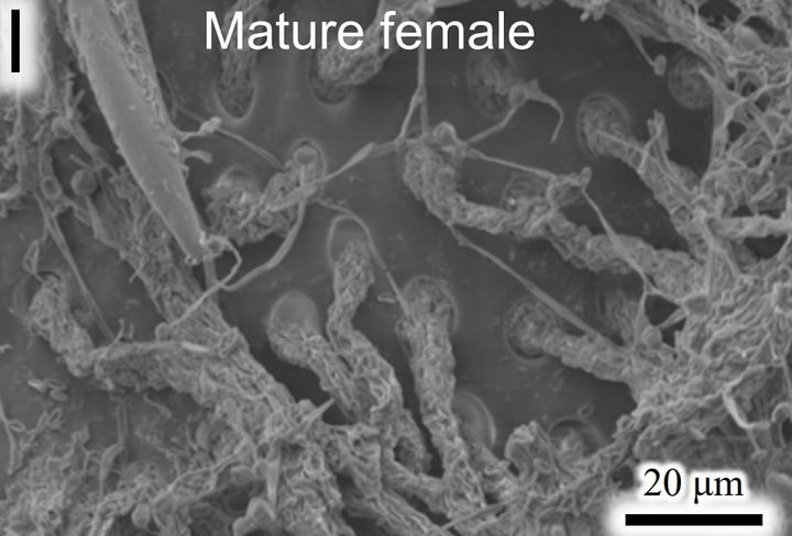 育成ポッドはメスが成熟するとカビが中からニョロニョロはえていきます