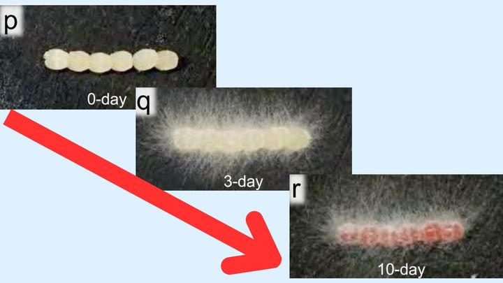 生み落とされた卵の周りに徐々にカビバリアが育っていく様子