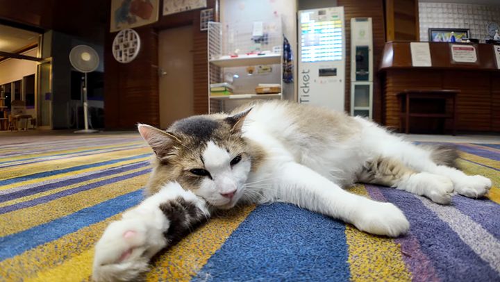 ロビーに落ちてる猫