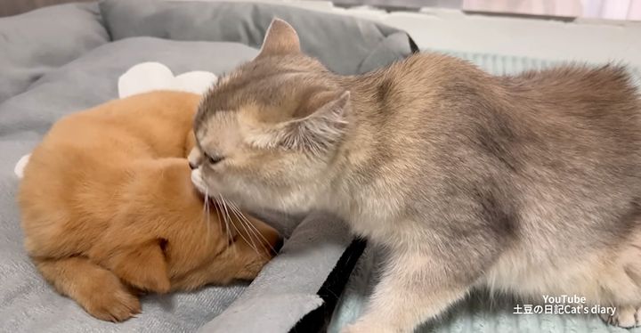 子犬を毛づくろいする猫