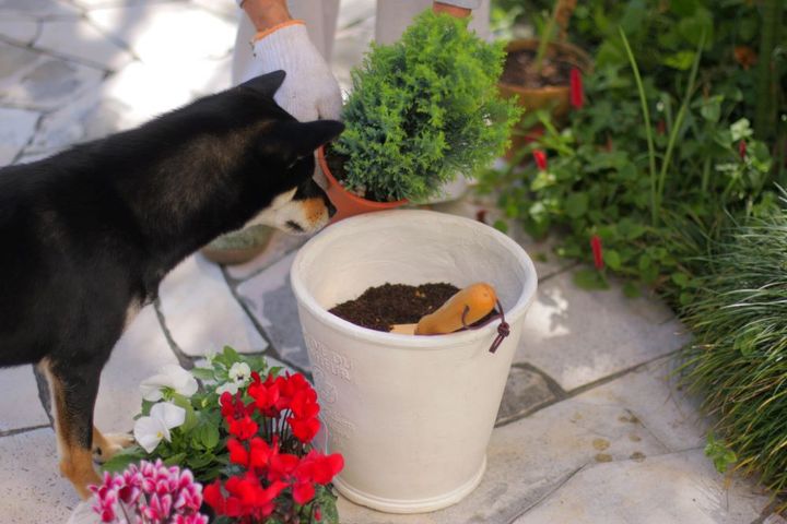クリスマスの寄せ植え