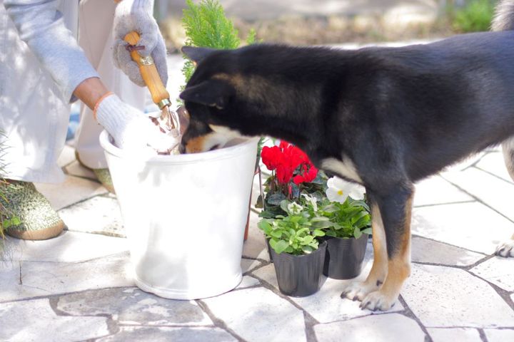 犬とガーデニング