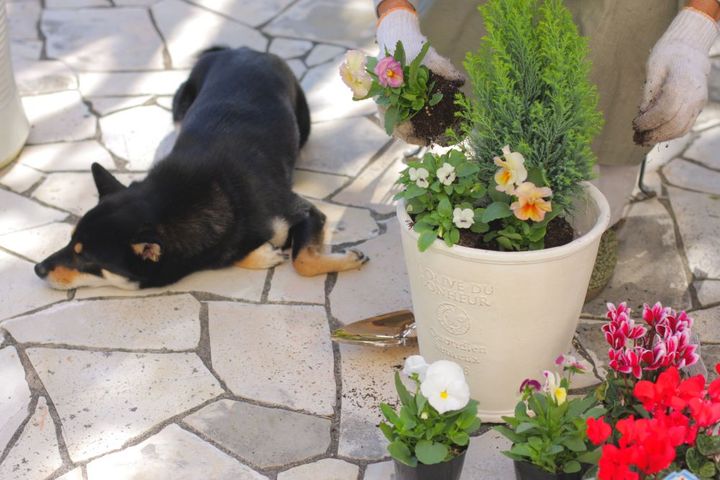 クリスマスの寄せ植え