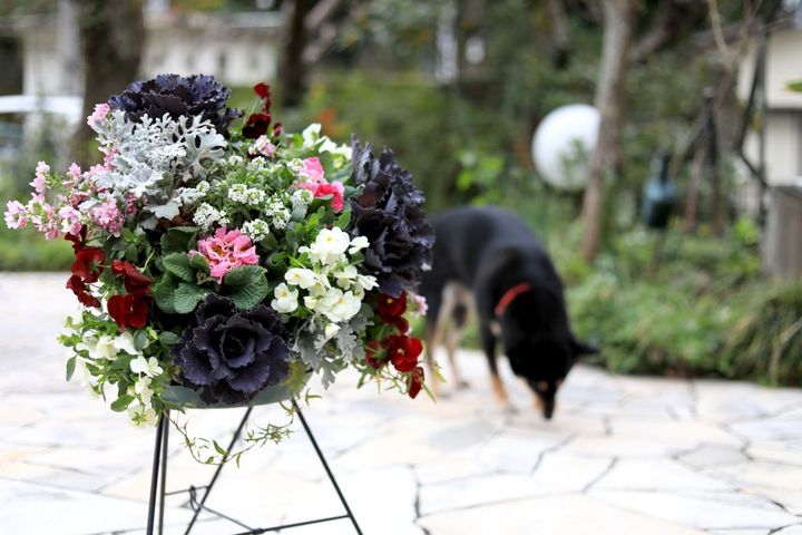 ハボタンのハンギングタイプの寄せ植え
